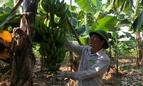 Trung Châu vào vụ chuối Tết