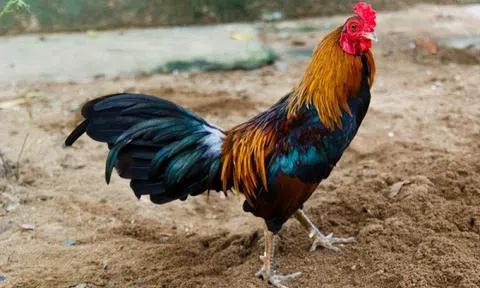 Ngỡ ngàng nguồn gốc lịch sử giống gà tre trứ danh Việt Nam