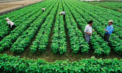 Chi tiết thủ tục sang tên sổ đỏ đất nông nghiệp