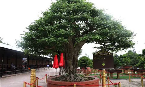 Xác lập kỷ lục cây sanh bonsai có đường kính tán lớn nhất Việt Nam