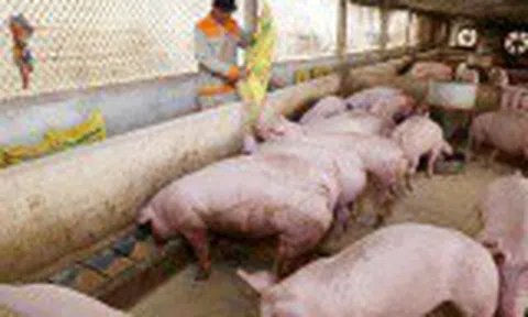 Giá lợn hơi hôm nay 1/2/2021: Dao động từ 80.000 - 84.000 đồng/kg