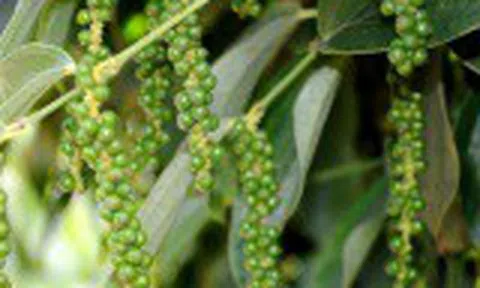 Giá tiêu hôm nay 31/1: Tăng so với đầu tuần, dự báo giá tiêu đạt 60.000 đồng/kg trong năm 2021
