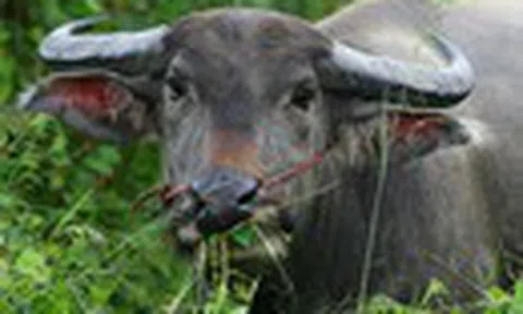 Sự thật rùng rợn về “đầu trâu, mặt ngựa” trong truyền thuyết