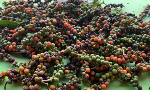 Giá tiêu hôm nay 27/2: Thế giới tăng sốc, trong nước cao nhất 55.000/kg; nỗi buồn của người trồng tiêu Việt