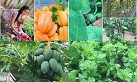 Khu vườn như trang trại rau củ quả của nhà Lê Phương "Gạo nếp gạo tẻ"