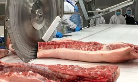 Giá heo hơi hôm nay 28/2: Đồng loạt đi xuống tuần qua, giá dao động 75.000-78.000 đồng/kg