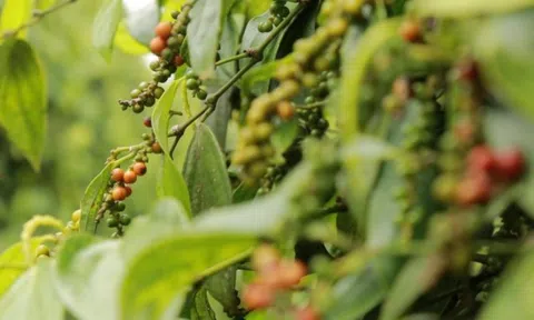 Giá tiêu hôm nay 3/3: Tiếp tục tăng, cao nhất 56.500đ/kg; nhiều vườn tại thủ phủ tiêu Gia Lai bị ‘xóa sổ’