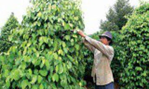 Giá tiêu hôm nay 5/3: Bất ngờ tăng sốc, chạm mốc 60.000 đồng/kg