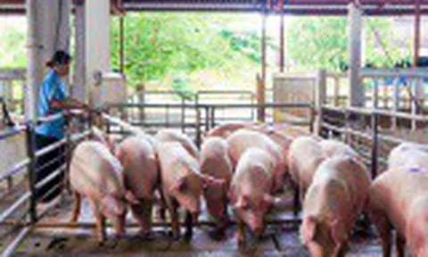 Giá lợn hơi hôm nay 15/3/2021: 2 miền Bắc - Nam biến động nhẹ