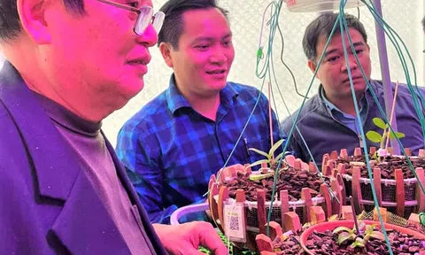 Lắp điều hòa cho lan “ngủ”, đại gia 8X đã giàu lại càng giàu