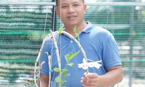 Đỗ Đức Nghĩa sự phát triển khôn lường của hoa lan