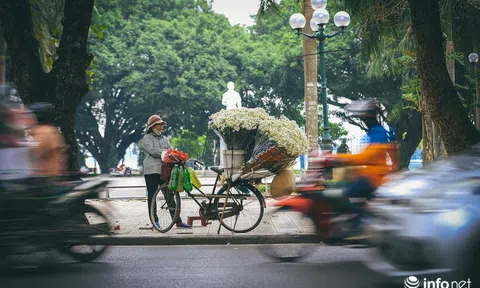Đông về, mùa cúc họa mi gây thương nhớ