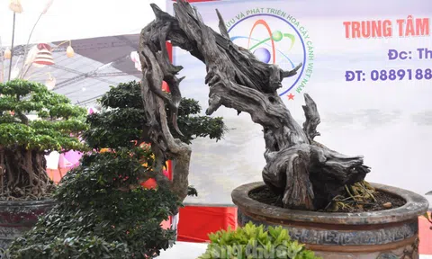 Chiêm ngưỡng dàn cây cảnh độc, lạ tại Liên hoan sinh vật cảnh Thủ đô 2019