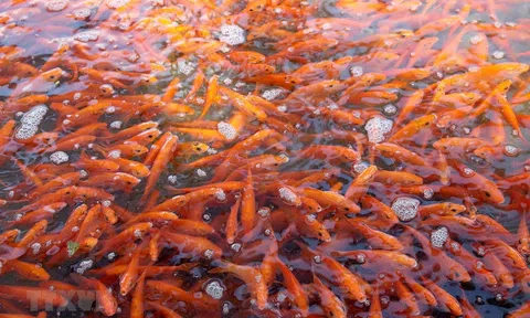 Phong tục của người Việt trong lễ cúng ông Công ông Táo