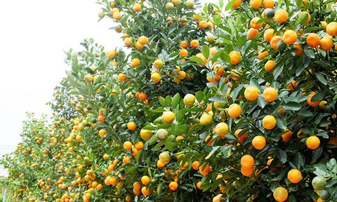 Tết Canh Tý 2020: Vựa quất 'khủng' hút hàng