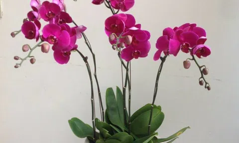 Hướng dẫn cách kích kie trên cành hoa đã tàn của lan Hồ Điệp