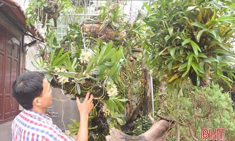 Trồng lan – thú chơi “gây nghiện”