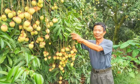 Về quê thăm mô hình trồng vải trứng quê tôi