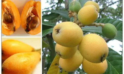 Những thực phẩm 'cứu tinh' của phổi nên ăn trong những ngày dịch bệnh