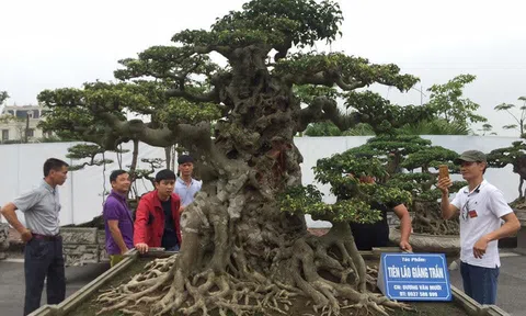 Thường Tín - Hà Nội: Tour Du lịch Làng nghề sinh vật cảnh Hồng Vân