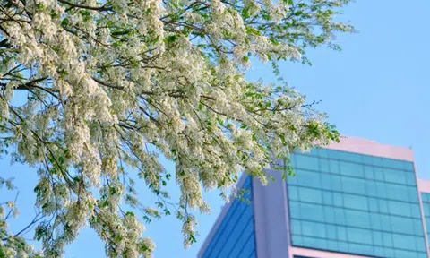 Hoa sưa rực rỡ phố phường Hà Nội