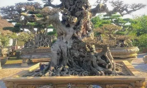 Tác phẩm cây cảnh Tiên Lão Giáng Trần giao dịch thành công, làng cây dậy sóng