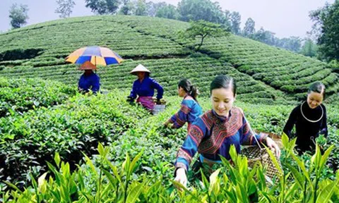 HTX NÔNG NGHIỆP THẢO NGUYỄN MÔ HÌNH ĐÁNG QUAN TÂM TRONG PHÁT TRIỂN KINH TẾ XÃ HỘI Ở VÙNG CAO KHÓ KHĂN.