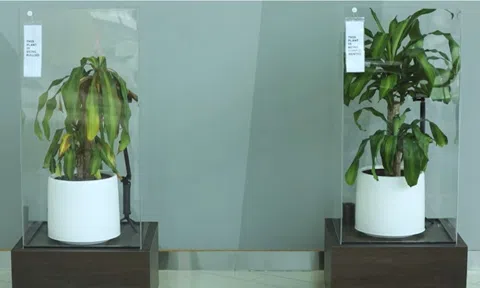 Thêm một thí nghiệm cho thấy thực vật có cảm xúc