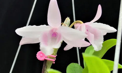 Xây dựng thị trường hoa lan ngày càng phát triển nhanh, mạnh và bền vững