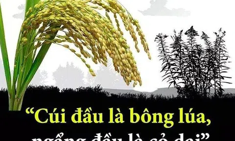 Cúi đầu là bông lúa, ngẩng đầu là cỏ dại