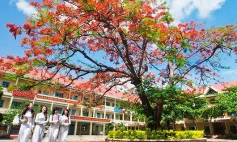 NỖI ĐAU CÂY PHƯỢNG SÂN TRƯỜNG