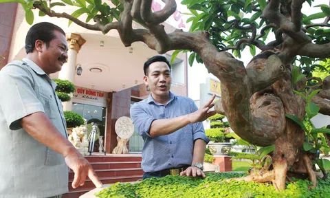 Siêu phẩm ổi có u cục kỳ quái, trả tiền tỷ vẫn không bán