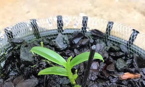 Mầm lan 11,7 tỷ đồng vừa được bán: Chuyên gia “hé lộ” bản chất thật sự của cuộc đấu giá