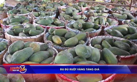 Đu đủ ruột vàng tăng giá