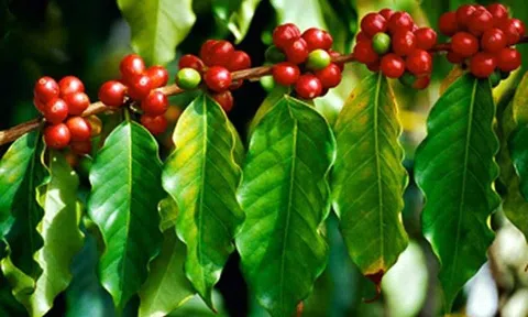 Giá cà phê hôm nay 1/10: Bất ngờ tăng sau 2 phiên giảm sâu