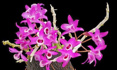 30 loại Lan rừng quý hiếm