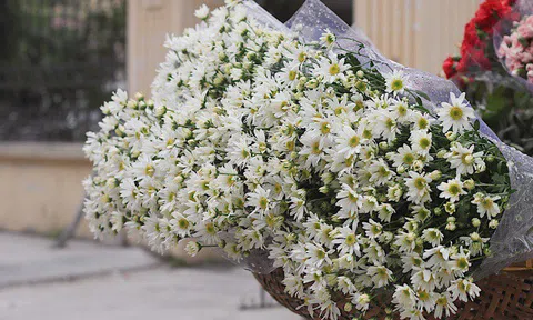 Hà Nội đẹp ngỡ ngàng những ngày cúc họa mi "xuống phố"
