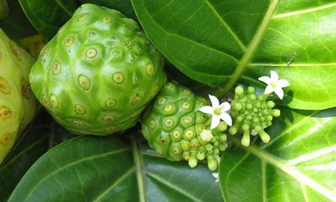 Giải pháp hỗ trợ ngăn ngừa tái phát cơn đau do gout nhờ sản phẩm thực phẩm bảo vệ sức khỏe Hoàng Thống Phong