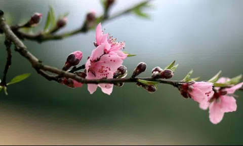 Để sắc đào mãi thắm với thiên nhiên
