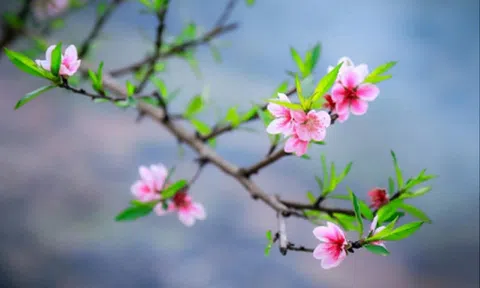 MÙA XUÂN TỔ QUỐC