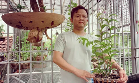 Hà Nội: Chàng trai Nguyễn Đăng Ghin với câu chuyện khởi nghiệp từ nghề trồng hoa lan