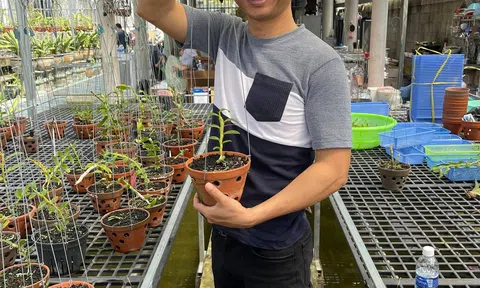 Ngô Gia Bình: Thị trường hoa lan thực sự hấp dẫn các nhà đầu tư không chỉ bởi lợi nhuận rất cao