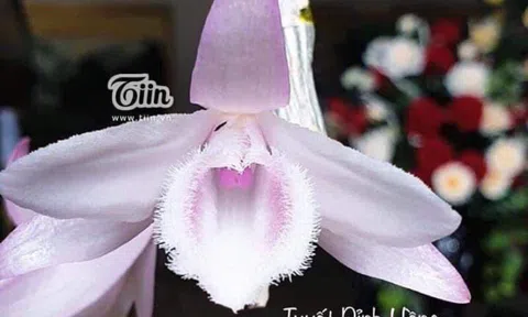 Giao dịch phong lan var bạc tỉ: Chuyện thật hay đùa?