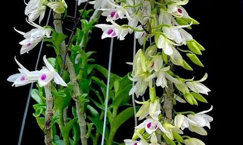 SỰ CẦN THIẾT PHẢI THÀNH LẬP HIỆP HỘI SX&KD HOA LAN VIỆT NAM