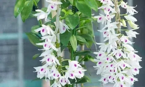 CÁC DẠNG CÂU HỎI THƯỜNG GẶP VỀ HOA CÂY CẢNH