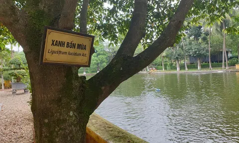 Học theo tấm gương Hồ Chí Minh phát triển cây Xanh Bốn Mùa thành cây xanh đô thị