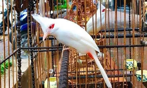 Tản mạn về thú chơi chim cảnh