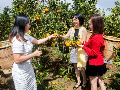 Cam sành Măng Đen, vị ngọt giữa vùng cao nguyên huyền thoại