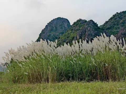 Chia nhau cái chết