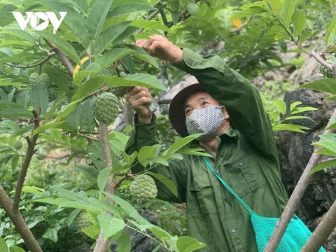 Chủ động phương án tiêu thụ na Chi Lăng trong điều kiện dịch bệnh